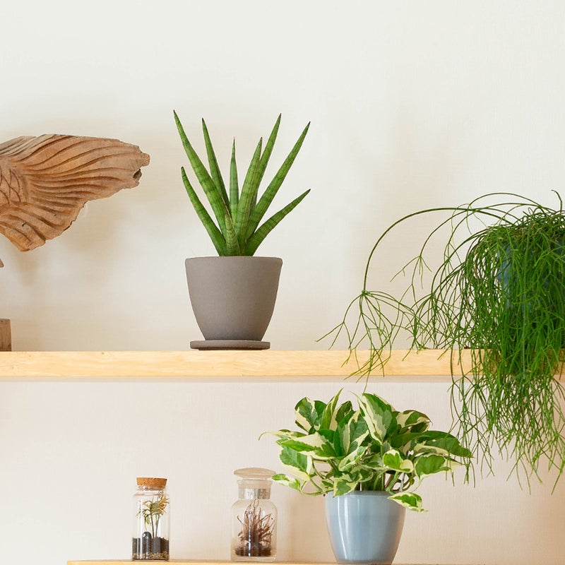 国産グレー陶器鉢の説明