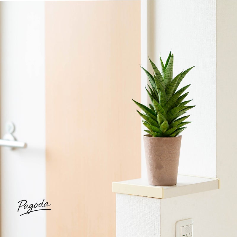 サンスベリアパコダをピンクベージュの鉢カバーに入れて