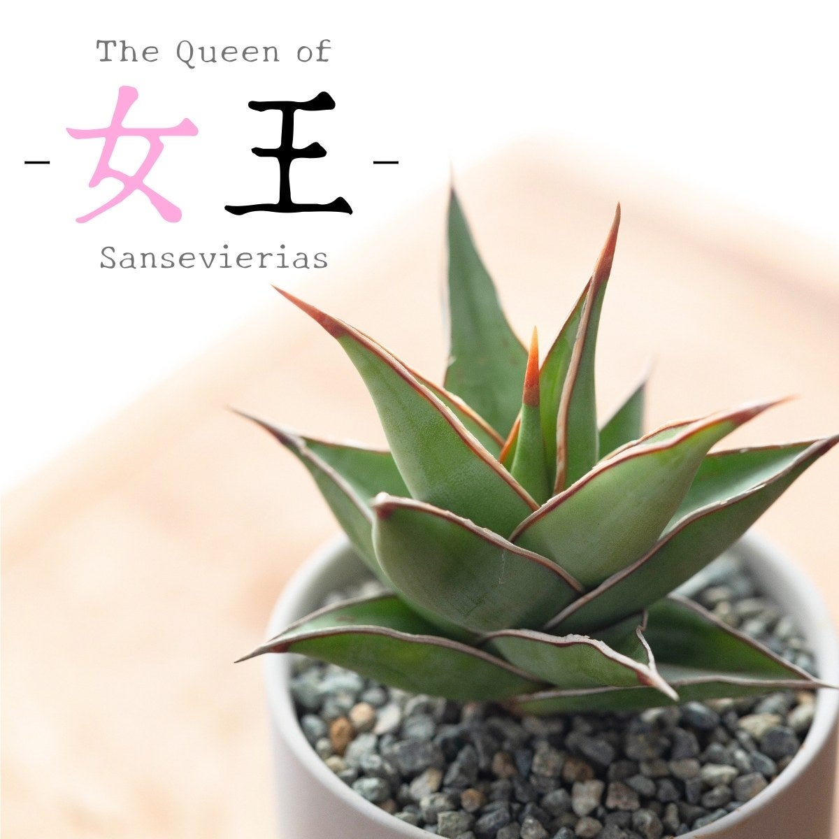 美しき女王、サンスベリア・ピングイキュラ（育て方ガイド付き）