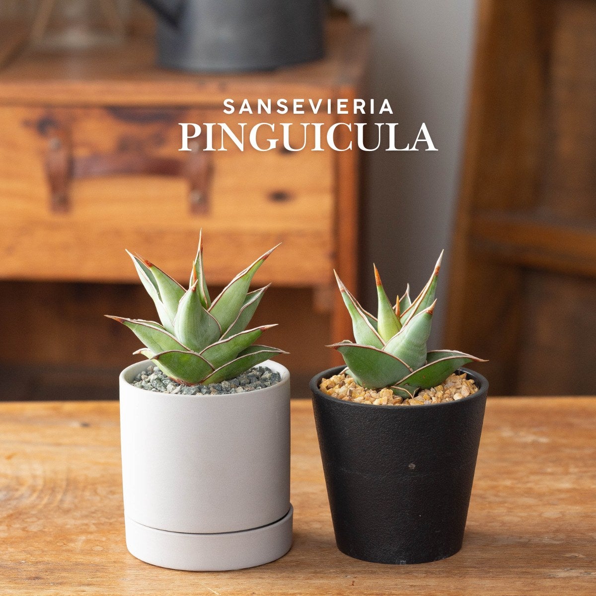 サンセベリア・ピングイキュラを2つ並べた写真