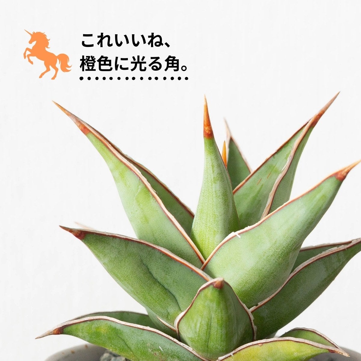 アンティークみたいで。しかも丈夫