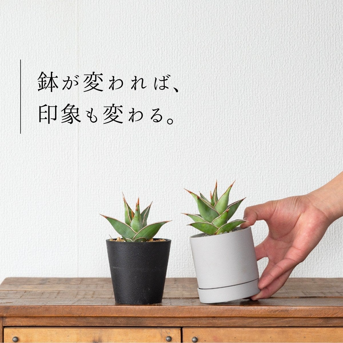 サンスベリア・ピングイキュラを2つ並べている画像