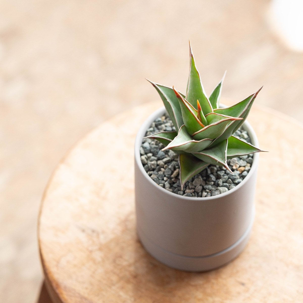 サンスベリア・ピングイキュラを陶器鉢に植えて飾っている画像