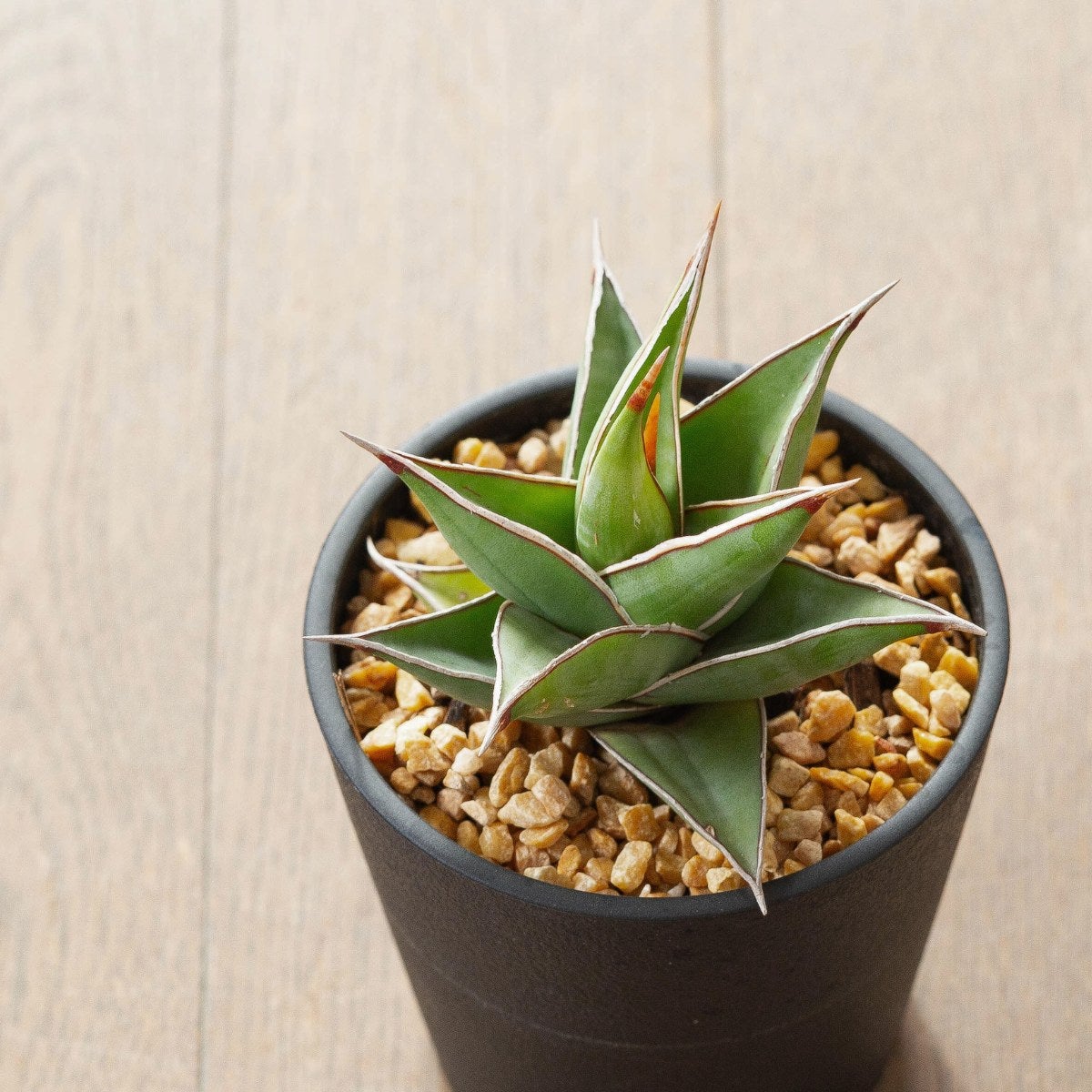 サンスベリア・ピングイキュラの上からの写真