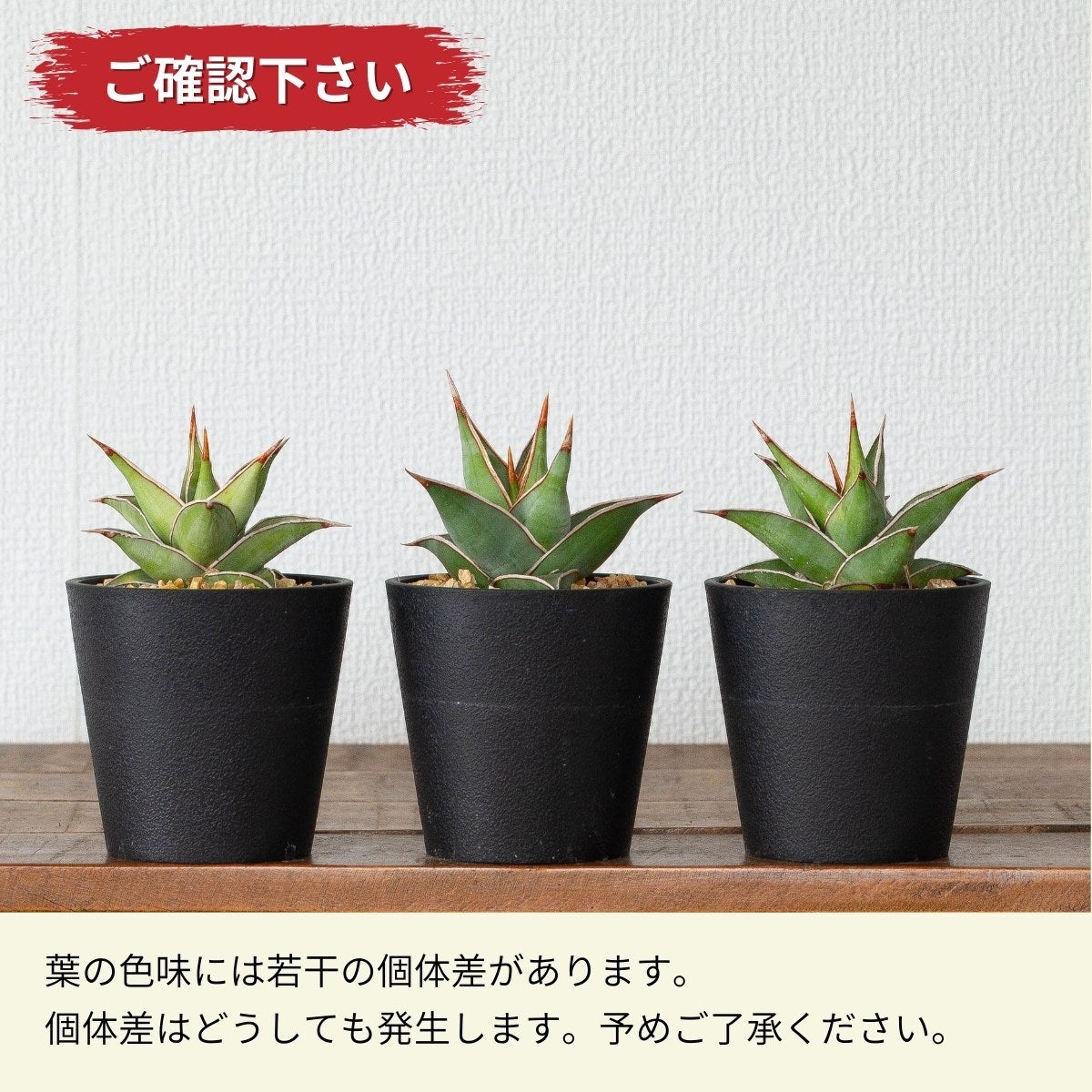 美しき女王、サンスベリア・ピングイキュラ（育て方ガイド付き）