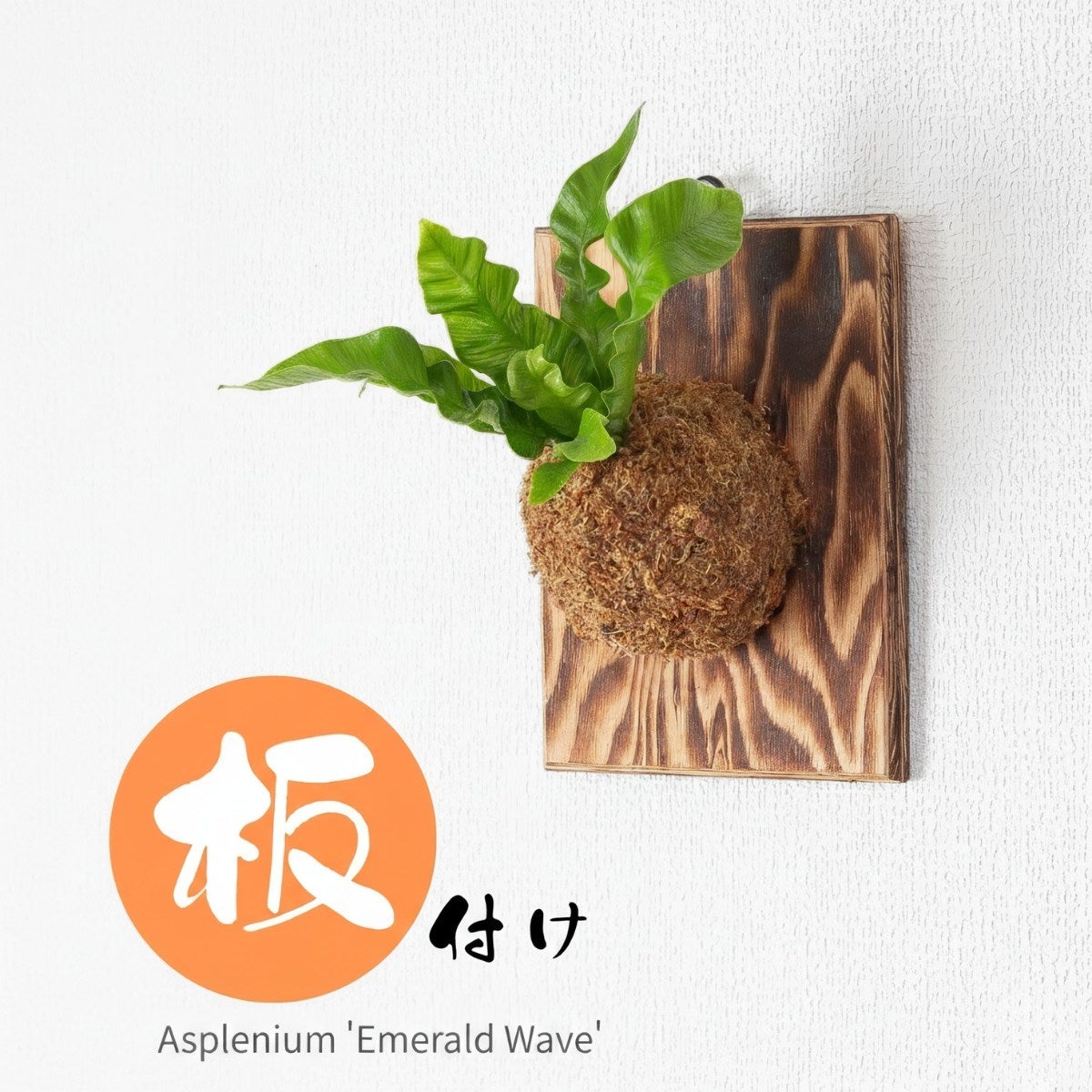 アスプレニウム・エメラルドウェーブの板付けを壁に飾っている画像