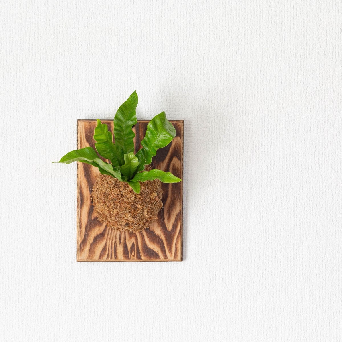 アスプレニウム・エメラルドウェーブの板付け｜育て方付きで初心者でも安心