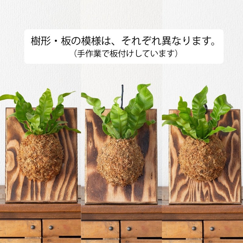 アスプレニウム・エメラルドウェーブの板付け｜育て方付きで初心者でも安心