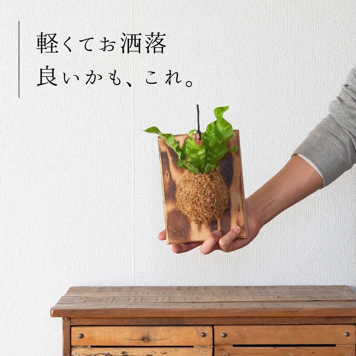 アスプレニウム・エメラルドウェーブの板付けを手で持っている画像