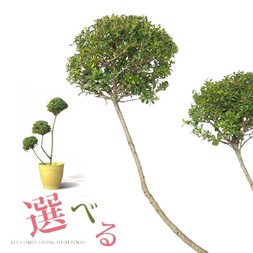 キンメツゲ（金芽柘植）玉散らし|盆栽の様な玉仕立て鉢植え