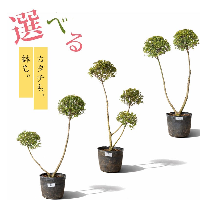 ツゲ（金芽つげ・キンメツゲ・柘植）の庭木です。引取り限定（掘起こし、運搬できる方限定）。　剪定のみで、形状を作り込んだかわいい動物、トピアリーです。価格のご相談受けます キンメツゲ（金芽柘植）玉散らし|盆栽の様な玉仕立て鉢植え
