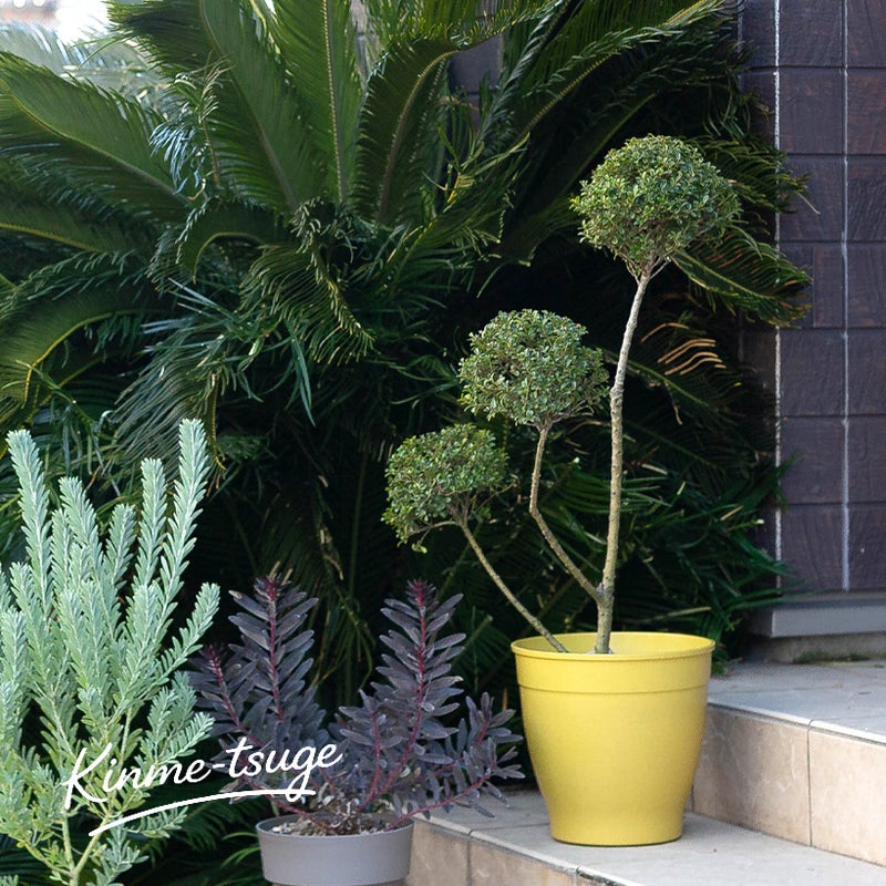 青い鉢に植え替えたキンメツゲ