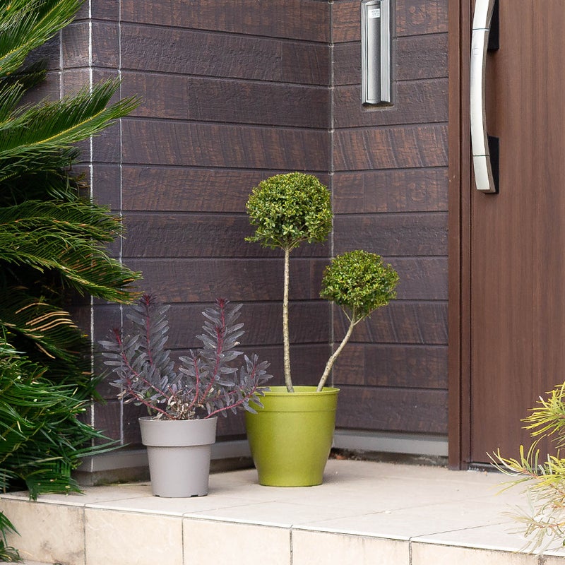 緑鉢に植え替えたキンメツゲ