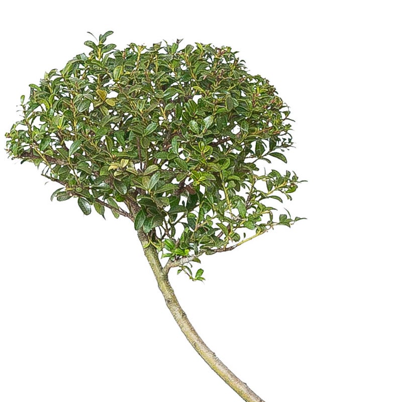 玉散らし風に仕立てたキンメツゲの葉