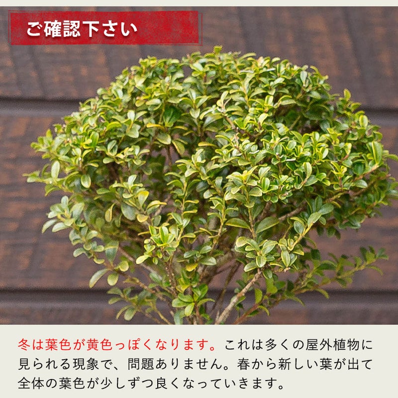 緑鉢に植え替えたキンメツゲ