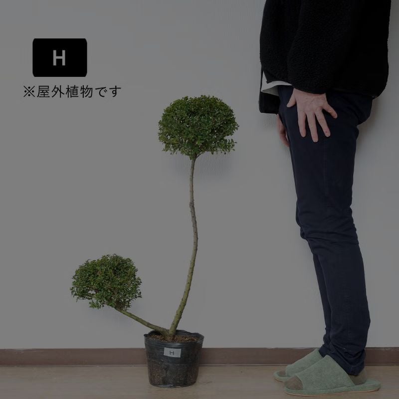 ツゲ（金芽つげ・キンメツゲ・柘植）の庭木です。引取り限定（掘起こし、運搬できる方限定）。　剪定のみで、形状を作り込んだかわいい動物、トピアリーです。価格のご相談受けます Amazon.co.jp: 金芽ツゲ苗 キンメツゲ苗 キンメツゲ金芽柘植 : DIY