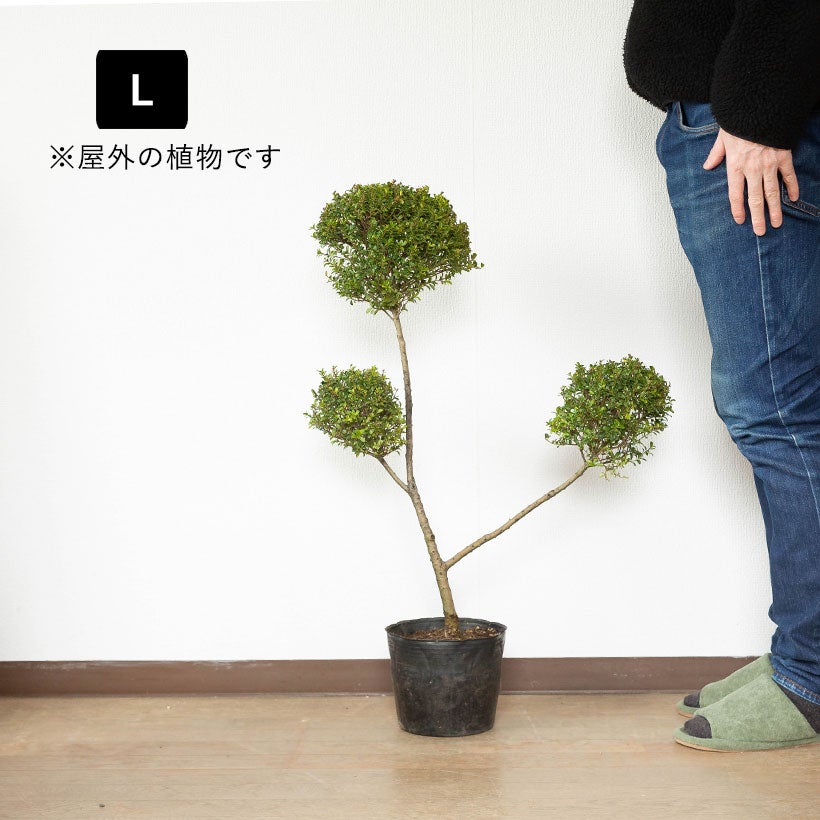 キンメツゲ（金芽柘植）玉散らし|盆栽の様な玉仕立て鉢植え