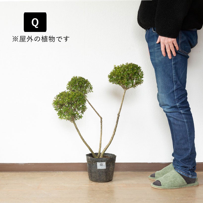 キンメツゲ（金芽柘植）玉散らし|盆栽の様な玉仕立て鉢植え