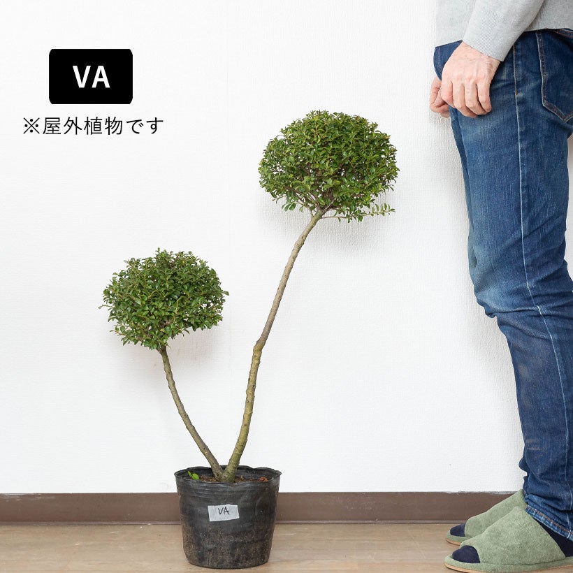 キンメツゲ(金芽柘植)玉散らし|盆栽の様な玉仕立て鉢植え キンメツゲ(金芽柘植)玉散らし|盆栽の様な玉仕立て鉢植え