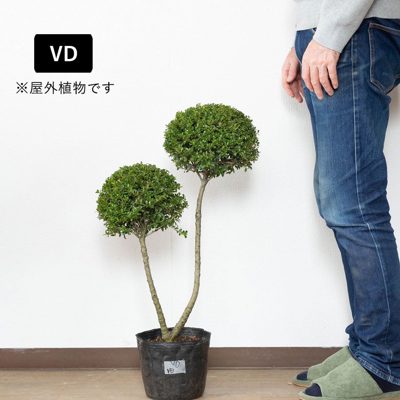 ツゲ（金芽つげ・キンメツゲ・柘植）の庭木です。引取り限定（掘起こし、運搬できる方限定）。　剪定のみで、形状を作り込んだかわいい動物、トピアリーです。価格のご相談受けます キンメツゲ（金芽柘植）玉散らし|盆栽の様な玉仕立て鉢植え
