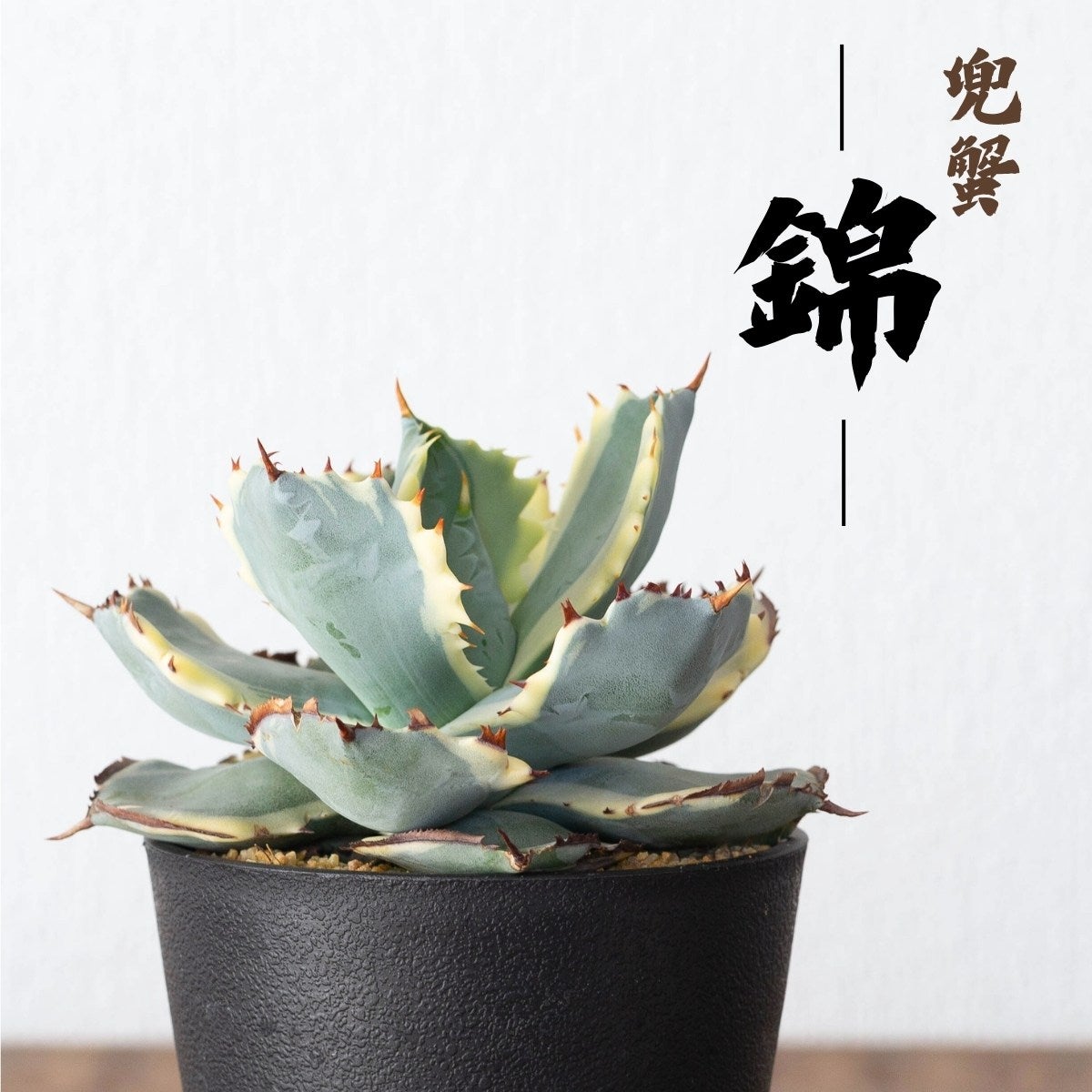 アガベ・カブトガニ錦の画像