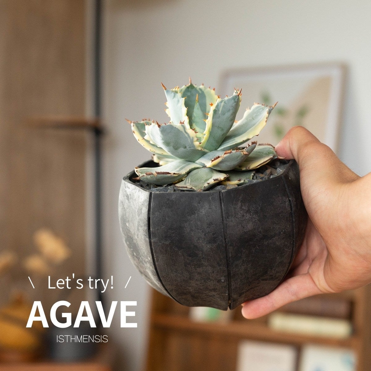 アガベ・カブトガニ錦3号（育て方付き）｜イシスメンシスの斑入り品種