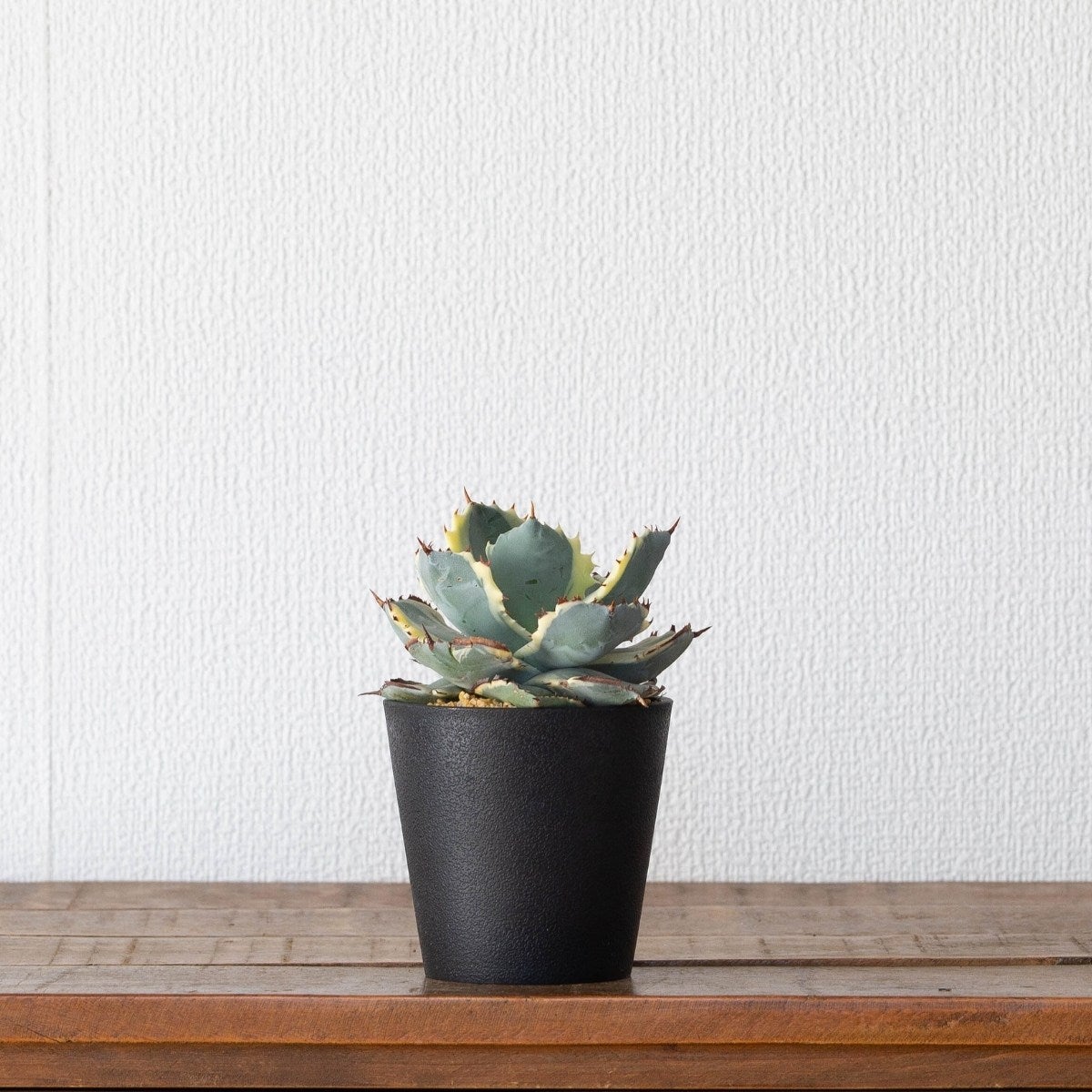 アガベ・カブトガニ錦3号（育て方付き）｜イシスメンシスの斑入り品種