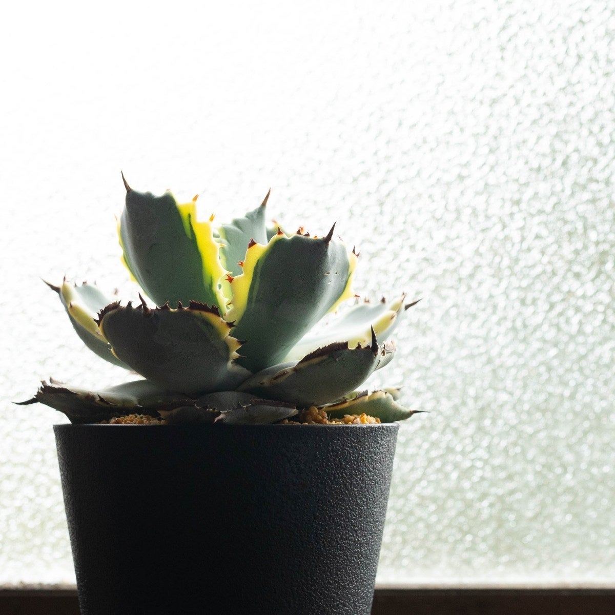 アガベ・カブトガニ錦の画像