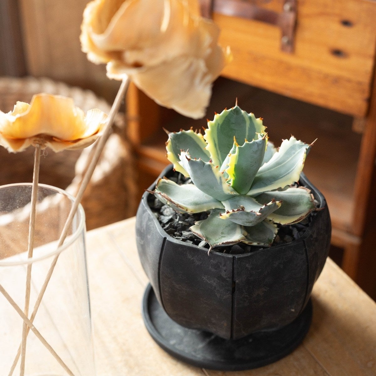 アガベ・カブトガニ錦を棚の上に飾っている画像