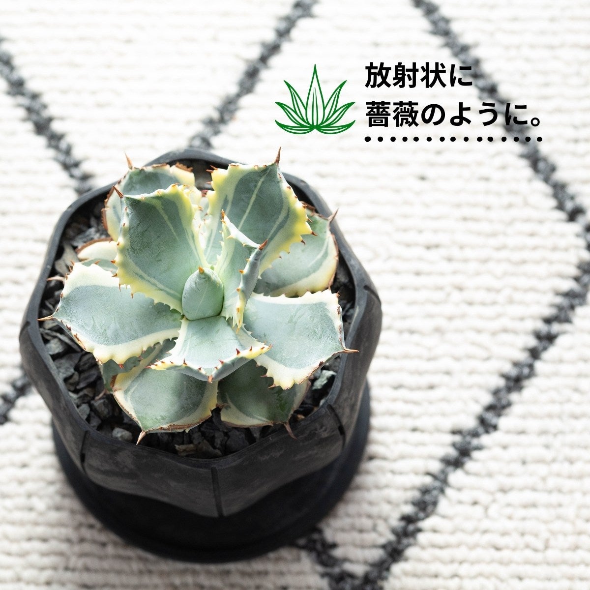 アガベ・カブトガニ錦3号（育て方付き）｜イシスメンシスの斑入り品種