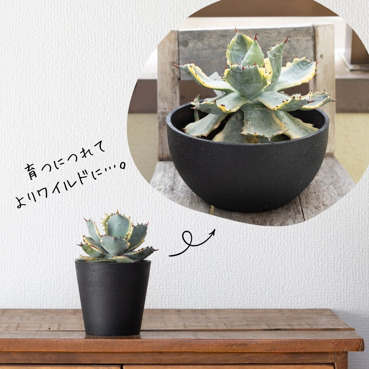 アガベ・カブトガニ錦3号（育て方付き）｜イシスメンシスの斑入り品種