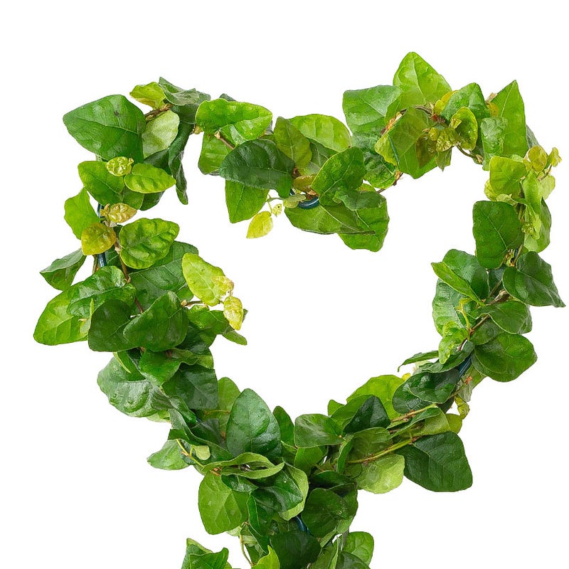 ハートの支柱にまきつけ