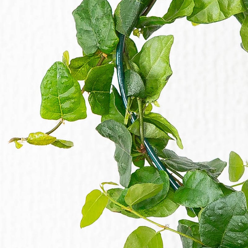 ハートの支柱にまきつけ