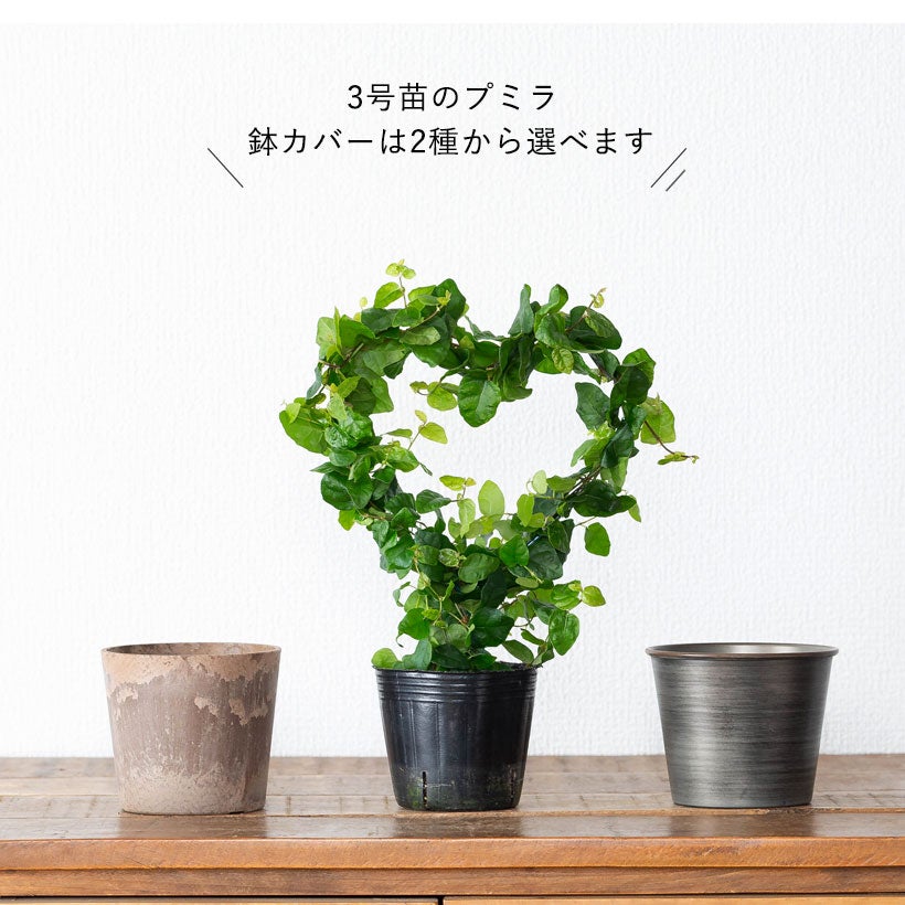 フィカスプミラ（青葉）ハートの支柱にツルを巻く室内観葉植物
