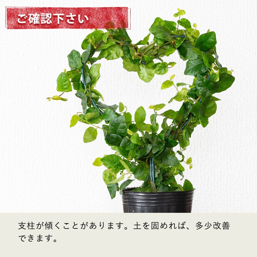 フィカスプミラ（青葉）ハートの支柱にツルを巻く室内観葉植物