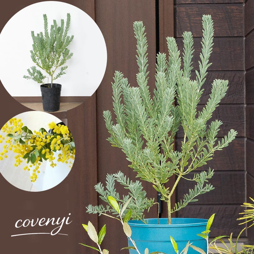 アカシアブルーブッシュ（コベニー）剪定済みボリューム株