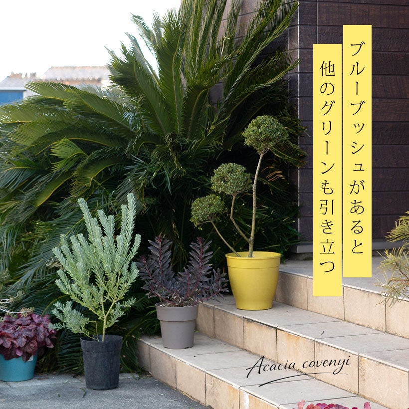 アカシアブルーブッシュ（コベニー）剪定済みボリューム株