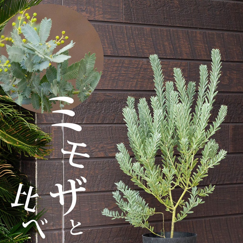 ミモザとブルーブッシュの違い