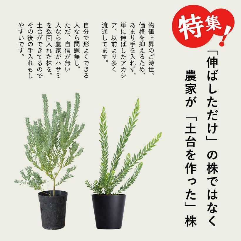 アカシアブルーブッシュ（コベニー）剪定済みボリューム株