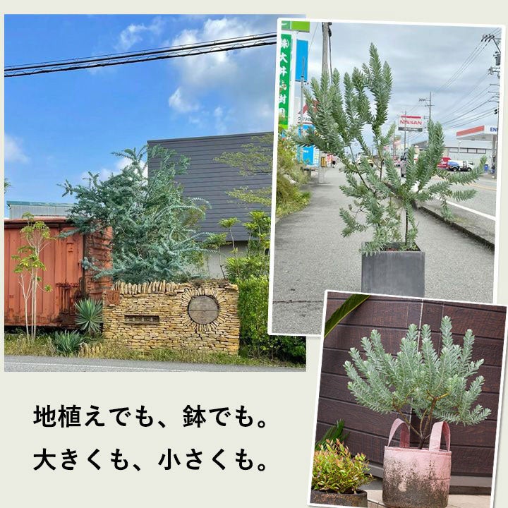 ブルーブッシュの植え付けイメージ