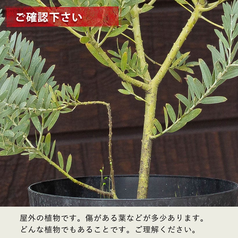アカシアブルーブッシュ（コベニー）剪定済みボリューム株