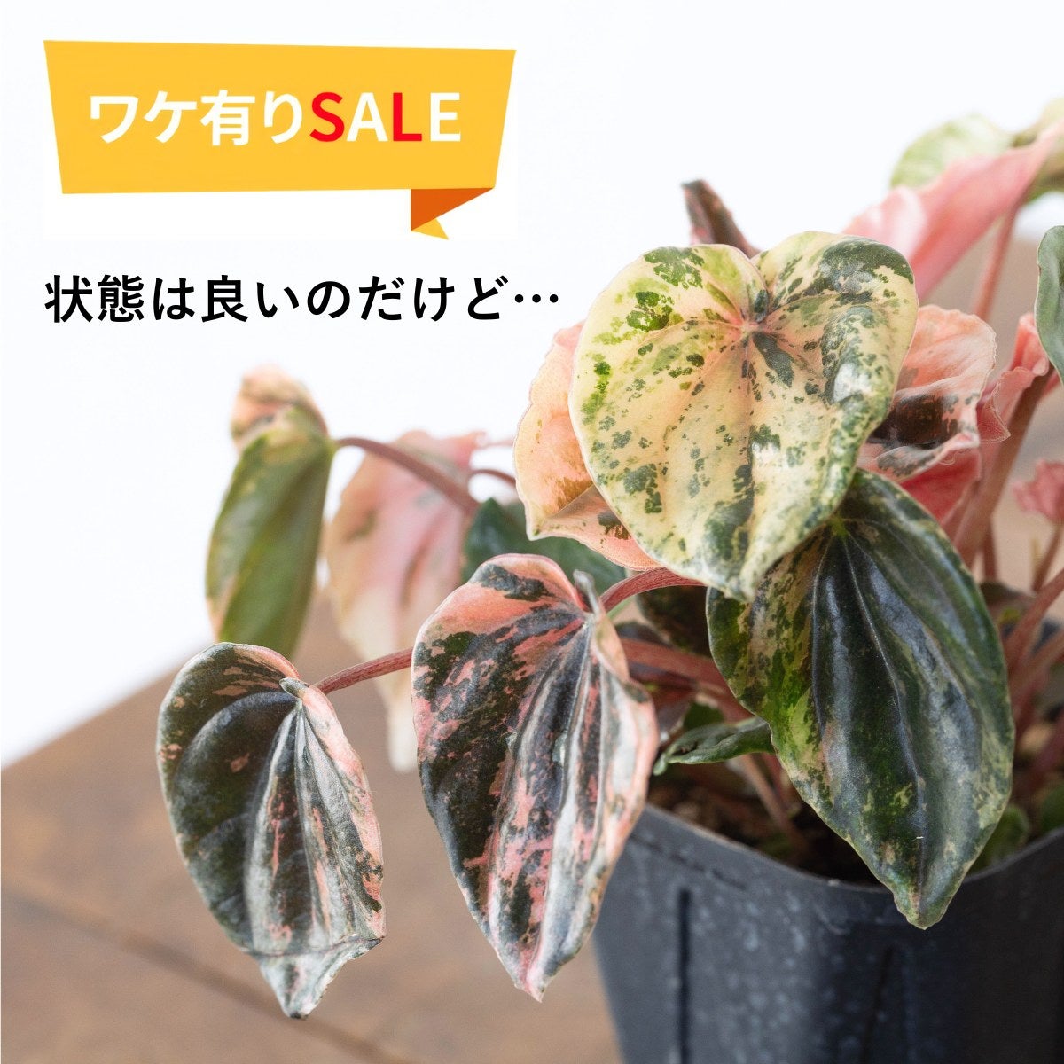 訳あり】ペペロミア・ニューピンクレディ（育て方付き）｜美しいピンクの斑