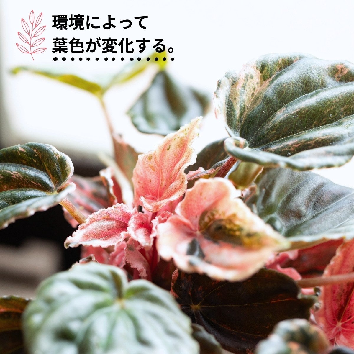 訳あり】ペペロミア・ニューピンクレディ（育て方付き）｜美しいピンクの斑