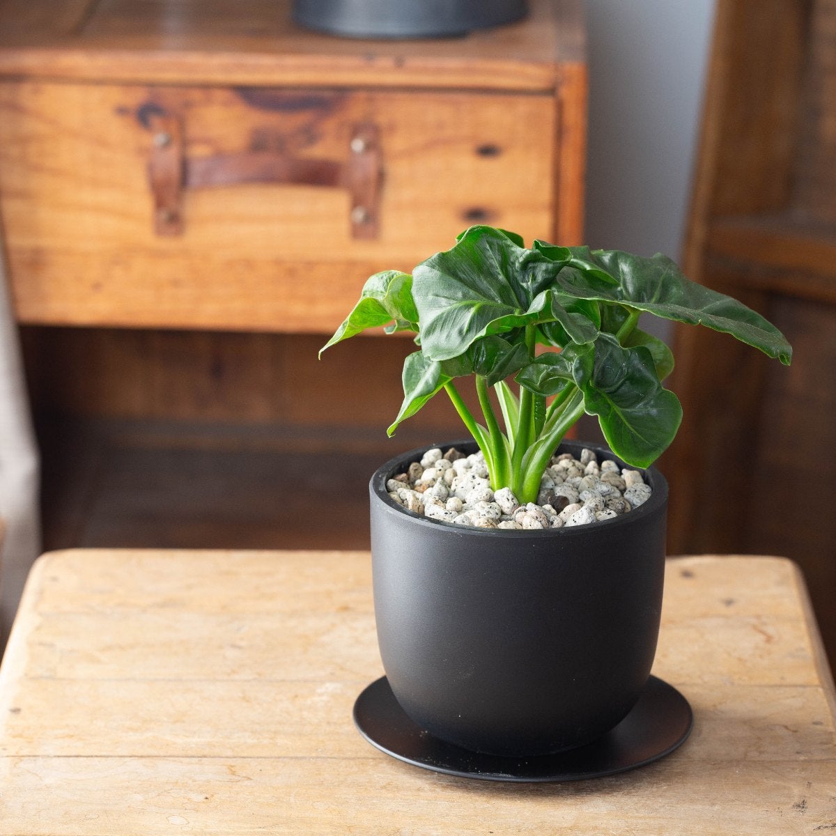 フィロデンドロン・スーパーアトム（育て方付き）｜コンパクトに育つ