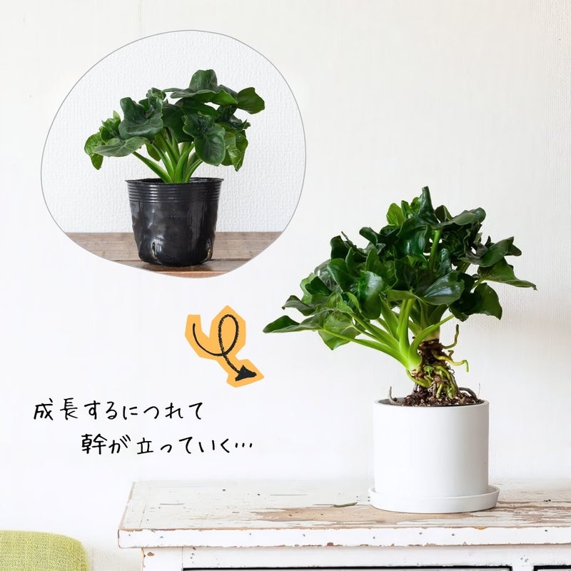 フィロデンドロン・スーパーアトム（育て方付き）｜コンパクトに育つ 