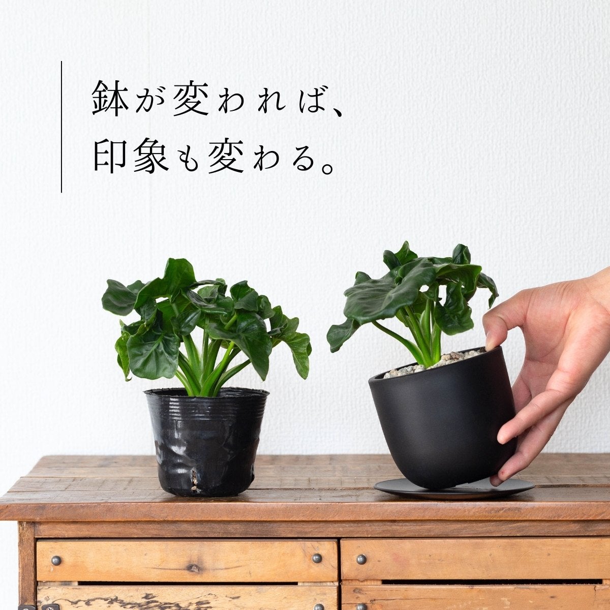 フィロデンドロン・スーパーアトムを2鉢並べている画像