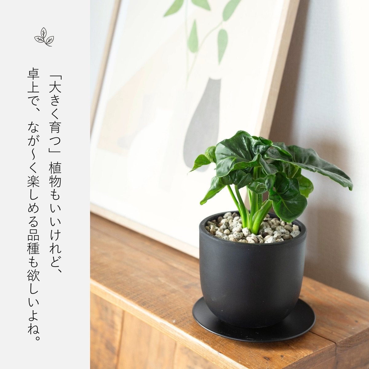 フィロデンドロン・スーパーアトム（育て方付き）｜コンパクトに育つ