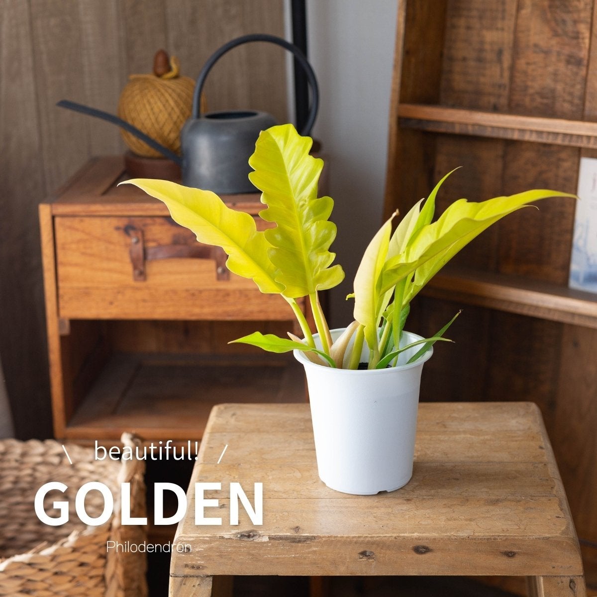 フィロデンドロン・ゴールデンクロコダイル（育て方付）｜鮮やかな