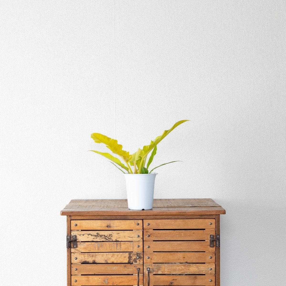 フィロデンドロン・ゴールデンクロコダイル（育て方付）｜鮮やかな