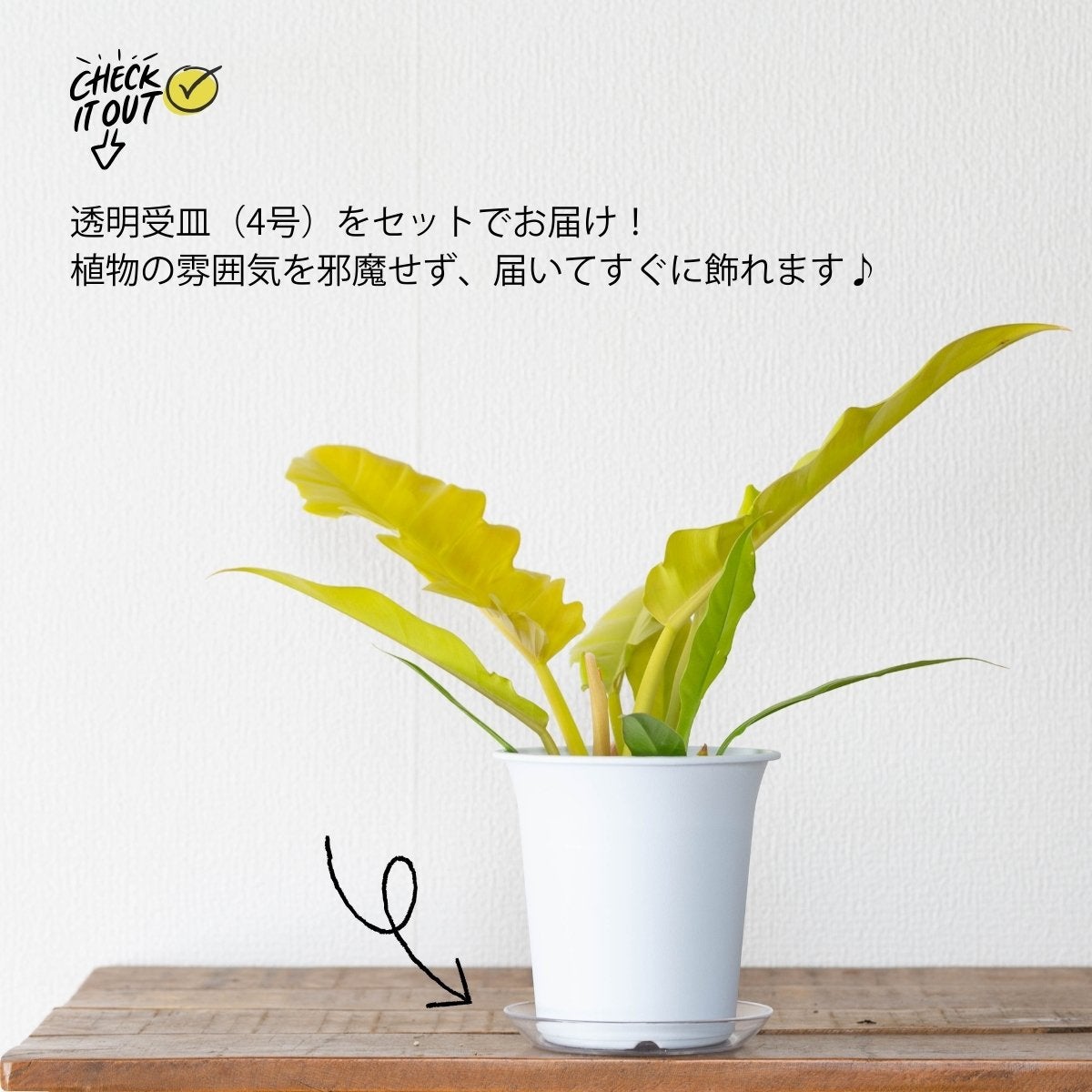 フィロデンドロン・ゴールデンクロコダイル（育て方付）｜鮮やかな